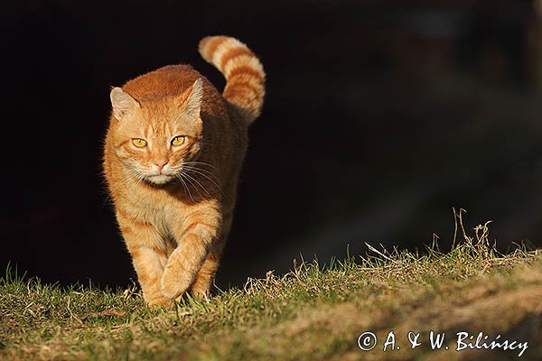 Kot idący