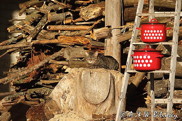 Kot, w stodole, w drewutni