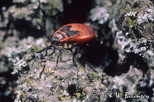 Kowal bezskrzydły Pyrrhocoris apterus) postać larwalna