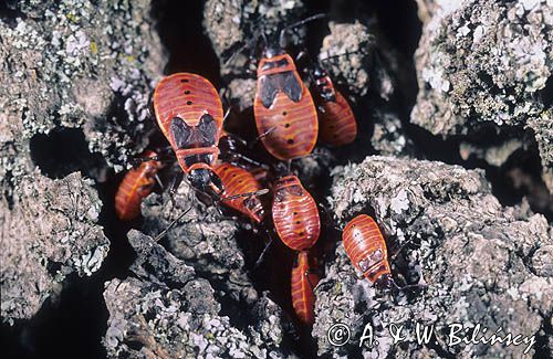 Kowal bezskrzydły Pyrrhocoris apterus) postać larwalna