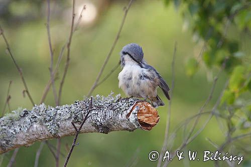 kowalik Sitta Europaea