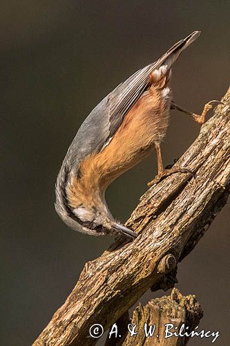 Kowalik, kowalik zwyczajny, bargiel, Sitta europaea