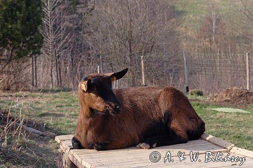 kaza, kozy, kolczykowane, rasa alpejska rasa alpejska francuska