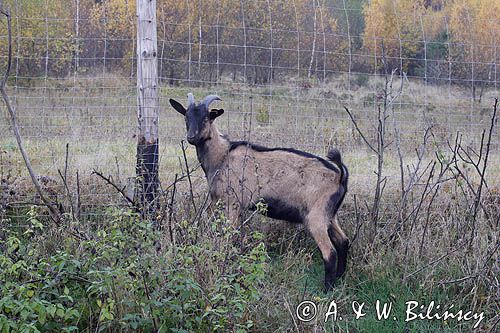 kaza - koziołek, kozy, kolczykowane rasa alpejska francuska