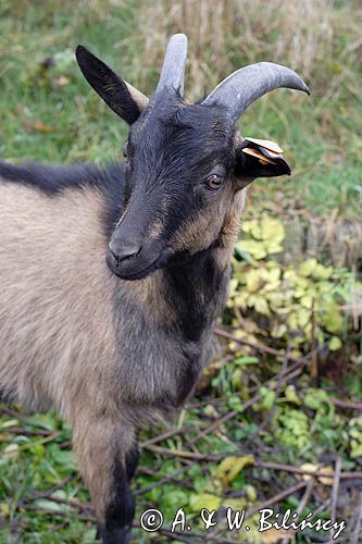 kaza - koziołek, kozy, kolczykowane rasa alpejska francuska