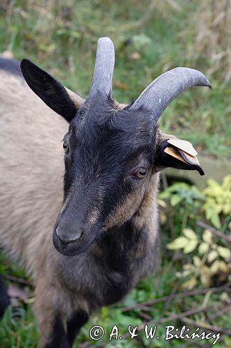 kaza - koziołek, kozy, kolczykowane rasa alpejska francuska