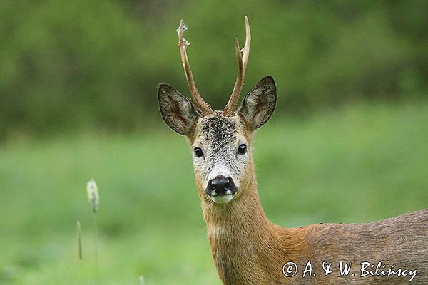 Sarna, Capreolus capreolus, koziołek