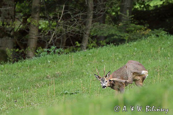 Sarna, Capreolus capreolus, koziołek