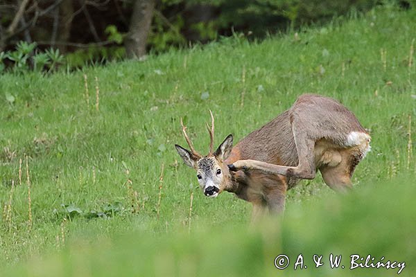 Sarna, Capreolus capreolus, koziołek