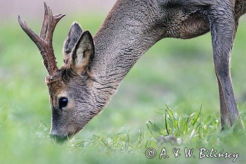 sarna samiec koziołek, Capreolus capreolus