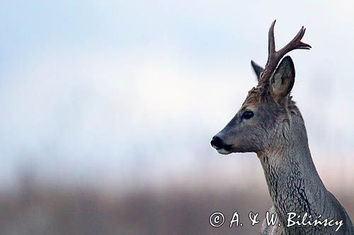 sarna samiec koziołek, Capreolus capreolus