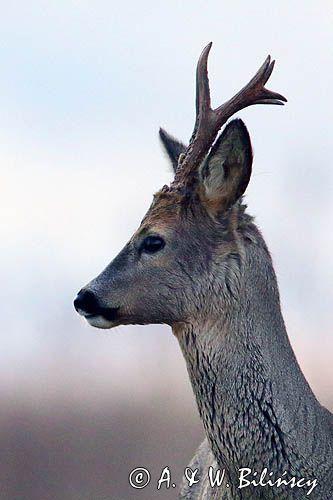 sarna samiec koziołek, Capreolus capreolus