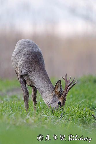 sarna samiec koziołek, Capreolus capreolus