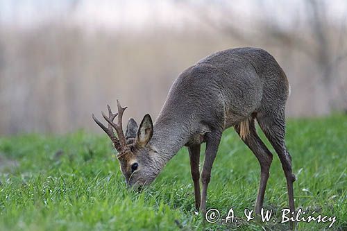 sarna samiec koziołek, Capreolus capreolus