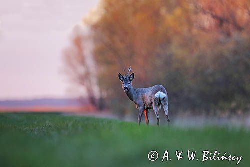 sarna samiec koziołek, Capreolus capreolus