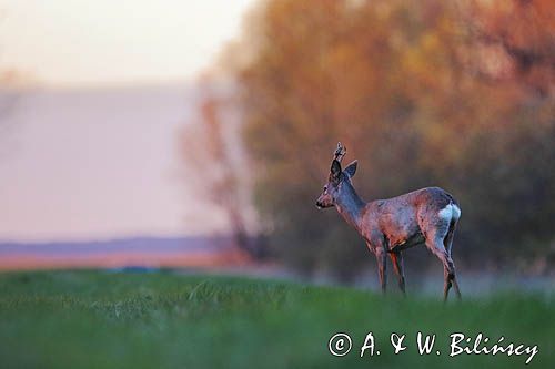 sarna samiec koziołek, Capreolus capreolus