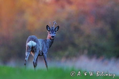 sarna samiec koziołek, Capreolus capreolus