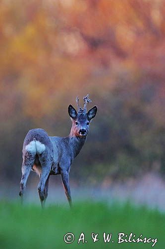 sarna samiec koziołek, Capreolus capreolus