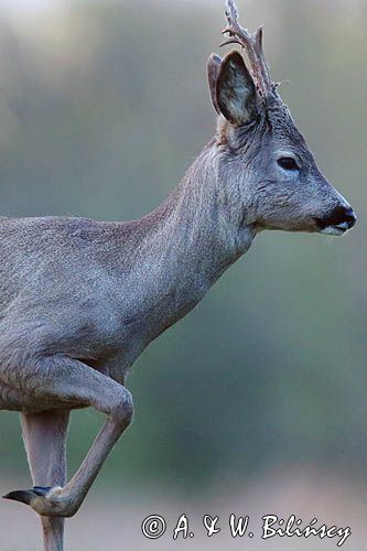 sarna samiec koziołek, Capreolus capreolus