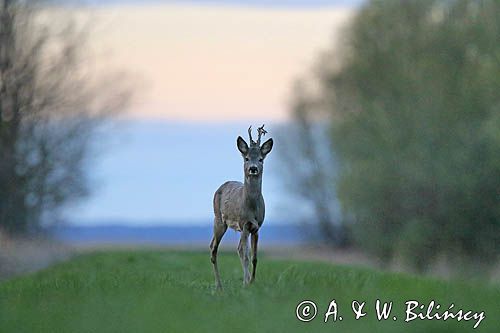 sarna samiec koziołek, Capreolus capreolus