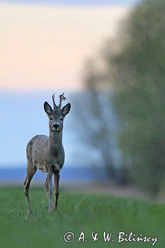 sarna samiec koziołek, Capreolus capreolus