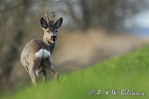 sarna samiec koziołek, Capreolus capreolus