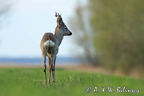 sarna samiec koziołek, Capreolus capreolus