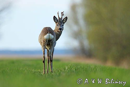 sarna samiec koziołek, Capreolus capreolus