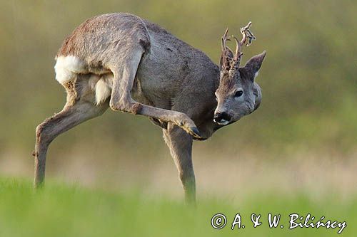 sarna samiec koziołek, Capreolus capreolus