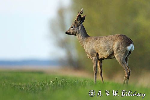 sarna samiec koziołek, Capreolus capreolus