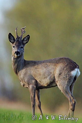 sarna samiec koziołek, Capreolus capreolus