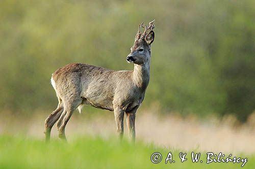 sarna samiec koziołek, Capreolus capreolus