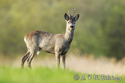 sarna samiec koziołek, Capreolus capreolus