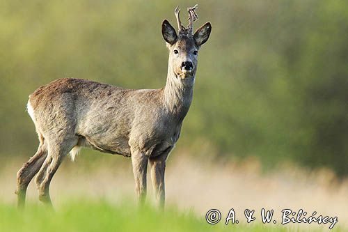 sarna samiec koziołek, Capreolus capreolus