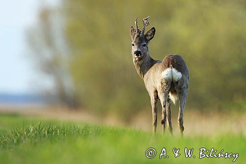 sarna samiec koziołek, Capreolus capreolus