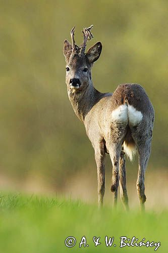 sarna samiec koziołek, Capreolus capreolus