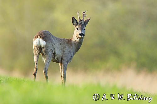 sarna samiec koziołek, Capreolus capreolus