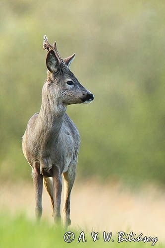 sarna samiec koziołek, Capreolus capreolus