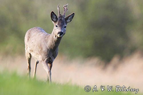 sarna samiec koziołek, Capreolus capreolus