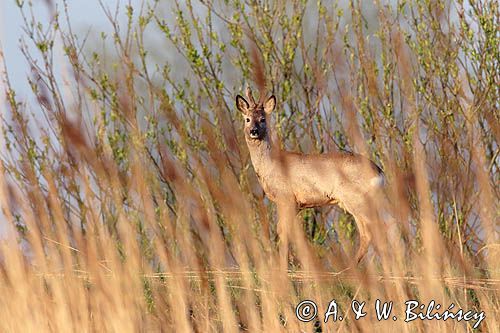 sarna samiec koziołek, Capreolus capreolus