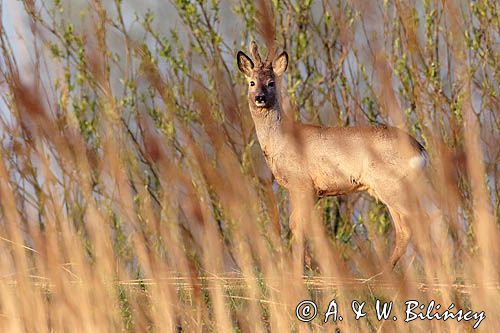 sarna samiec koziołek, Capreolus capreolus