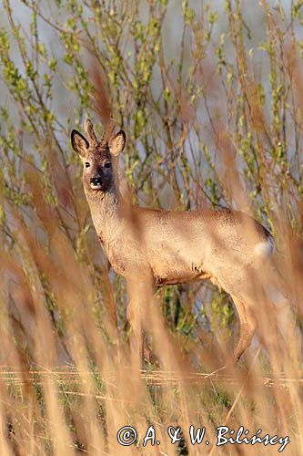 sarna samiec koziołek, Capreolus capreolus