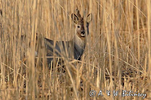 sarna samiec koziołek, Capreolus capreolus