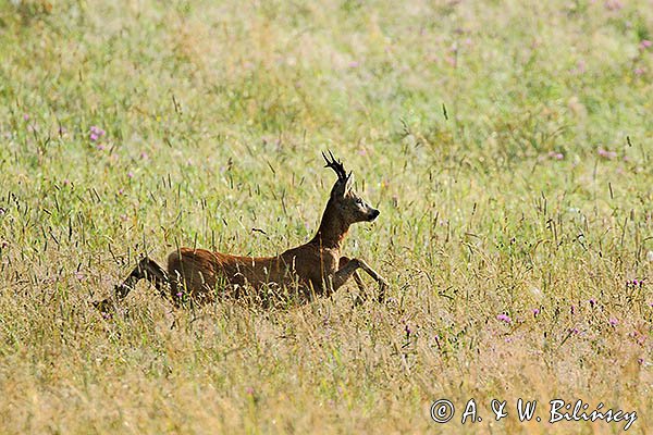 Sarna, Capreolus capreolus, koziołek