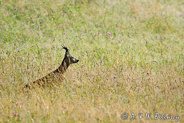 Sarna, Capreolus capreolus, koziołek