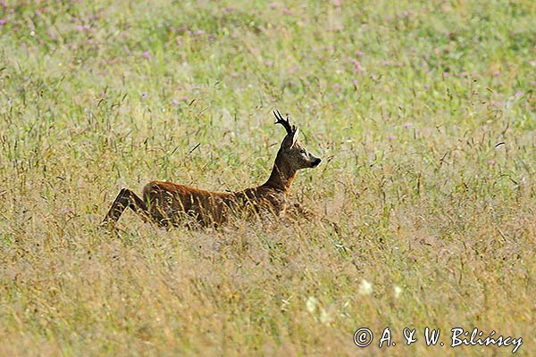 Sarna, Capreolus capreolus, koziołek