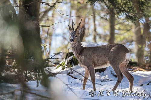 sarna, Capreolus capreolus, samiec, koziołek