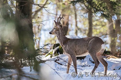 sarna, Capreolus capreolus, samiec, koziołek