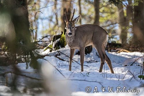 sarna, Capreolus capreolus, samiec, koziołek