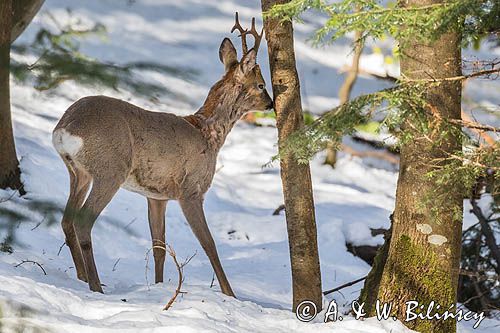 sarna, Capreolus capreolus, samiec, koziołek